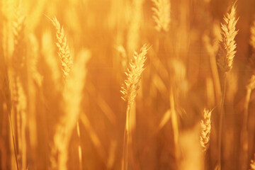 Spikes of wheat. Agriculture, agronomy, industry concept.