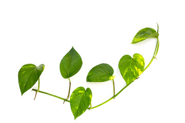 Epipremnum aureum leaves on white background.
