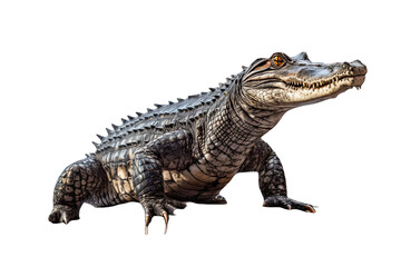 A Alligator isolated on transparent background - Generative AI