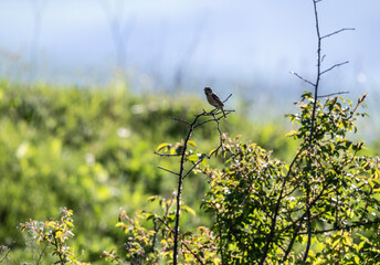 meadow chasing in natural conditions on a green meadow with freshly fallen snow