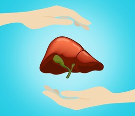 A human liver in doctor palms. Healthy concept.