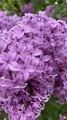 Blooming lilac flowers. Beautiful Spring purple flowers of lilac.