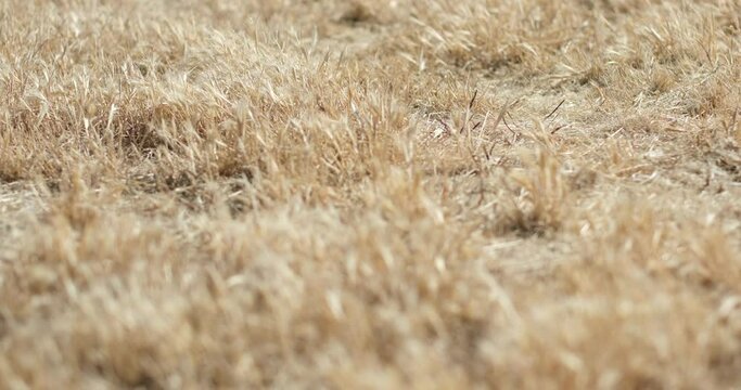 ead grass in tones of gold and yellow fill the frame. With shallow depth of field leaving much of the frame defocused, the camera's focus shifts between the foreground and the background.