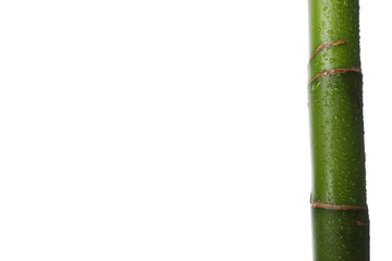 Fototapeta premium PNG, Concept of plant - bamboo, isolated on white background