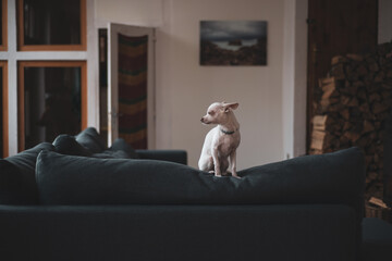 quiet moment at home with small dog on couch by firewood and window