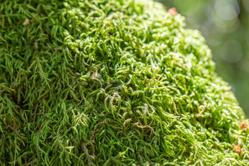 Photo of moss in forest