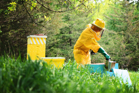 Young beekeeper checking frames and caring for hives.