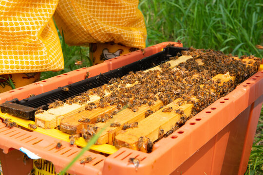 Four frame bee nuc ready to be installed in beehive.