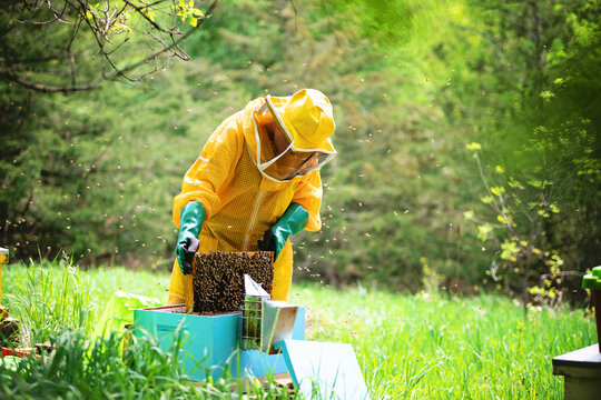 Young beekeeper checking frames and caring for hives.