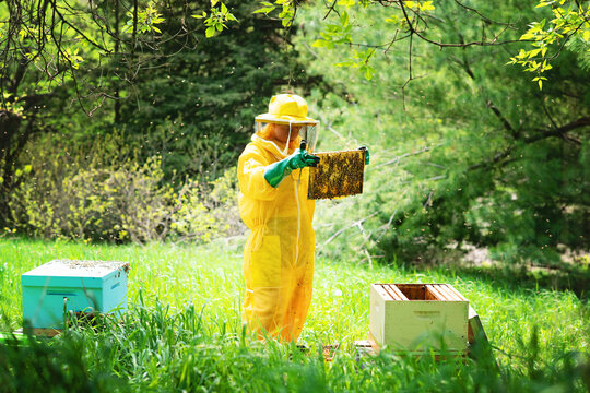 Young beekeeper checking frames and caring for hives.