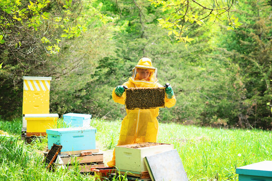 Young beekeeper checking frames and caring for hives.