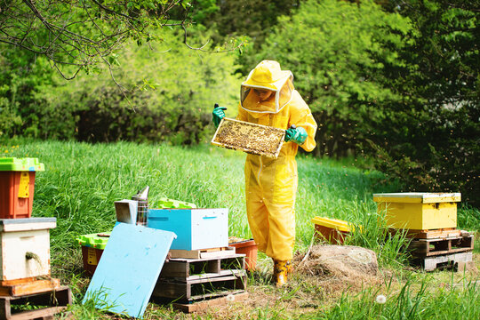 Young beekeeper tending hives and checking frames.