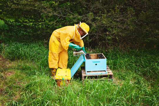 Young beekeeper smoking hive frames and caring for hive.
