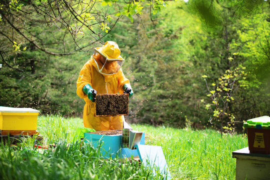 Young beekeeper checking frames and caring for hives.