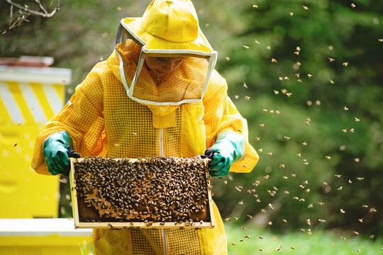 Young beekeeper checking frames and caring for hives.