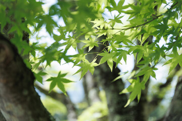 新緑　イメージ　エコロジー