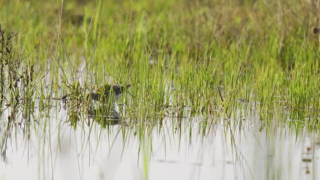 Wood sandpiper looking for food in a marsh