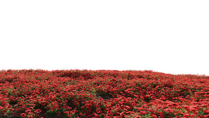 Beautiful grass and flower landscape