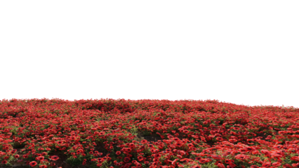 Beautiful grass and flower landscape