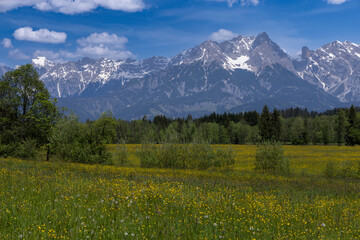 Fr&uuml;hling, Blumenwiese, bergpanorama