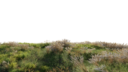 Beautiful grass and flower landscape