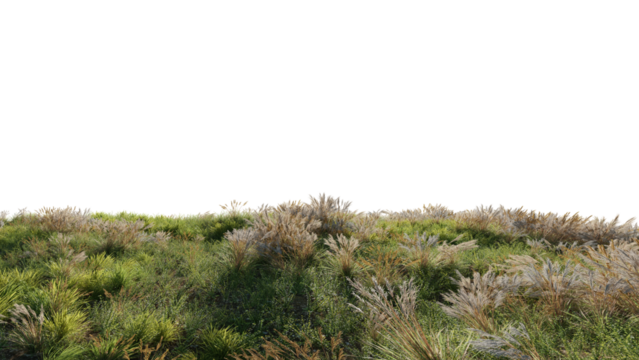 Beautiful grass and flower landscape