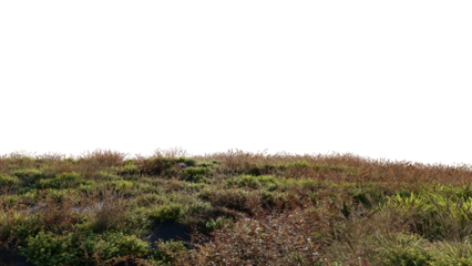 Beautiful grass and flower landscape
