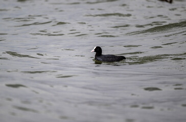 coot duck on the shore of the lake in the reeds looking for food on a sunny day