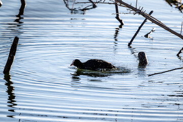 coot duck on the shore of the lake in the reeds looking for food on a sunny day