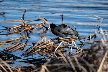 coot duck on the shore of the lake in the reeds looking for food on a sunny day