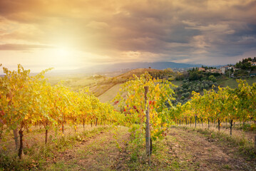 Colorful vineyard in autumn, agriculture and farming