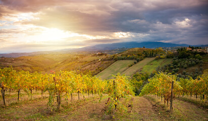 Colorful vineyard in autumn, agriculture and farming