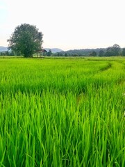 Vast rice fields full of mature rice plants in rural Thailand.