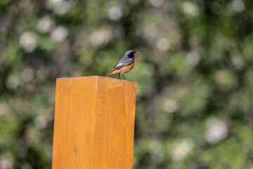 common redstart sits on a pole looking for food on a sunny day