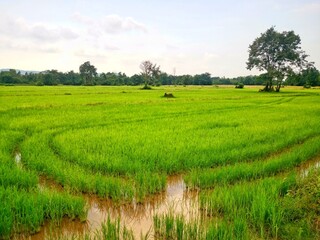 The vast ricefield. Filled with growing rice. In the countryside of Thailand.