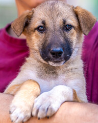 An adorable puppy sitting with its paws on the arm