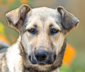 A portrait of a beautiful dog looking at the camera