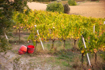 Vineyard in autumn during harvest season, agriculture and farming