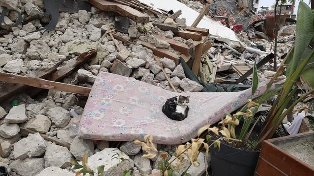 A cat that chooses the floor mattress as a place to sleep after the earthquake. Can be used in earthquake images