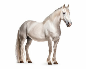 Naklejka na ściany i meble photo of Morgan stallion isolated on white background. Generative AI