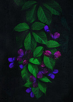Purple flowers and green leafes on dark background decay in shadows behind wet, condesated glas while water drops flowing down