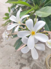 Obraz na płótnie Canvas white frangipani flowers beautiful flowers 🌹 flowers plantation flowers natural 