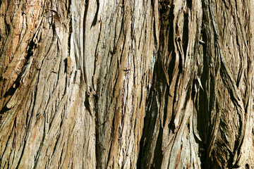 The bark Taxodium distichum (bald cypress, swamp cypress).
