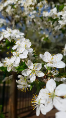 Spring blossom in a garden. 