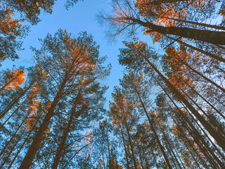 Obraz premium Tree tops on blue sky background. 