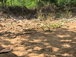 dry land in the middle of the forest. nature background