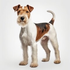 dog, pet, animal, puppy, terrier, white, jack, cute, isolated, fox terrier,  russell, canine, small, portrait, jack russell terrier, brown, mammal, domestic, studio, breed, young, looking, white backg