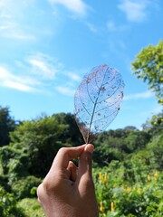 hand holding a tree