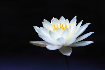 幻想的で美しい白い睡蓮の花