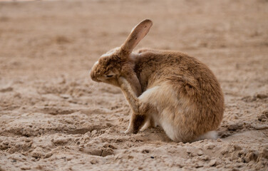 Rabbit, mammal, nature, animal, wildlife, bunny, wild, cute